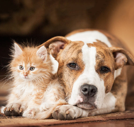 cat and dog